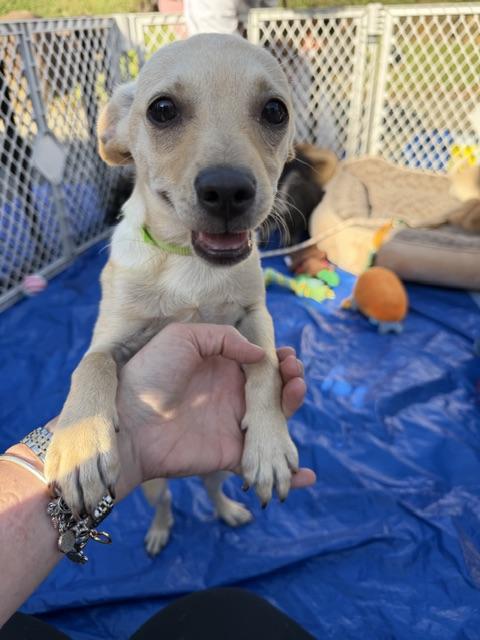 lambchop, ADOPTABLE, Puppy Male Chihuahua & Terrier.