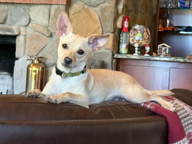 Kobe, Adoptable, Young Male Chihuahua & Terrier.