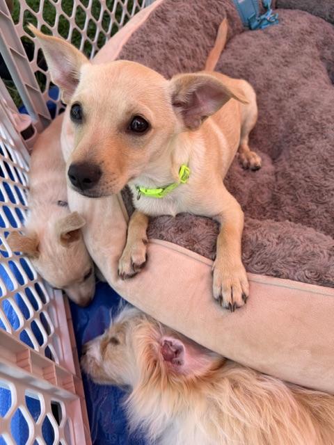 lambchop, ADOPTABLE, Puppy Male Chihuahua & Terrier.
