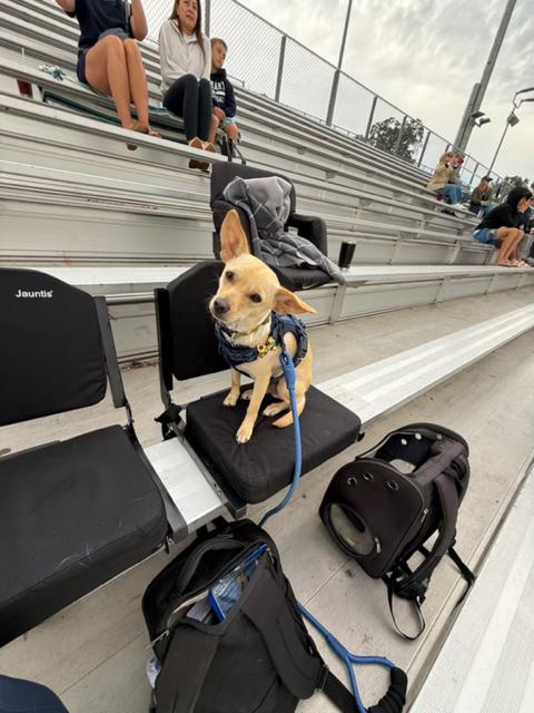 Enlarge Kobe, a Adoptable mixed breed in clayton , CA image 5/5