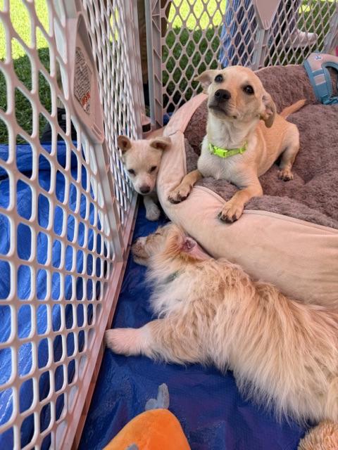 lambchop, a ADOPTABLE mixed breed in clayton , CA image 3/6