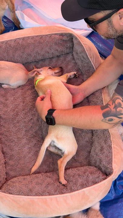 Enlarge lambchop, a ADOPTABLE mixed breed in clayton , CA video 4/6