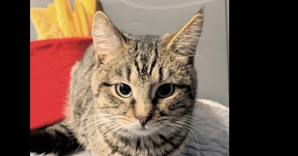 Linus, a Adoptable mixed breed in Springdale, PA image 1/6