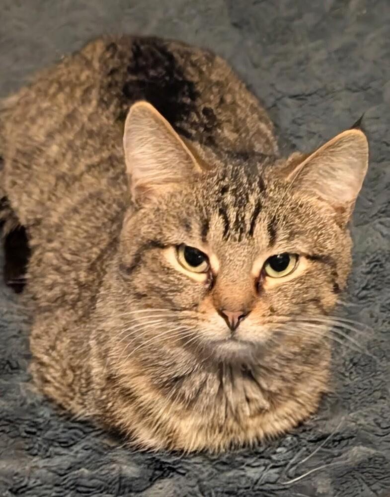 Linus, a Adoptable mixed breed in Springdale, PA image 2/6