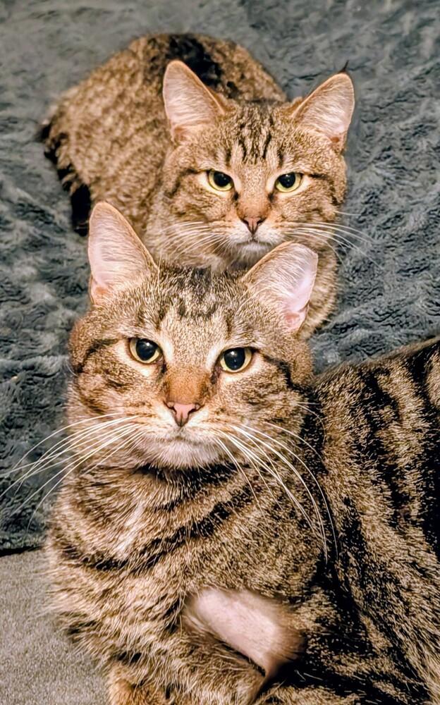 Linus, a Adoptable mixed breed in Springdale, PA image 3/6