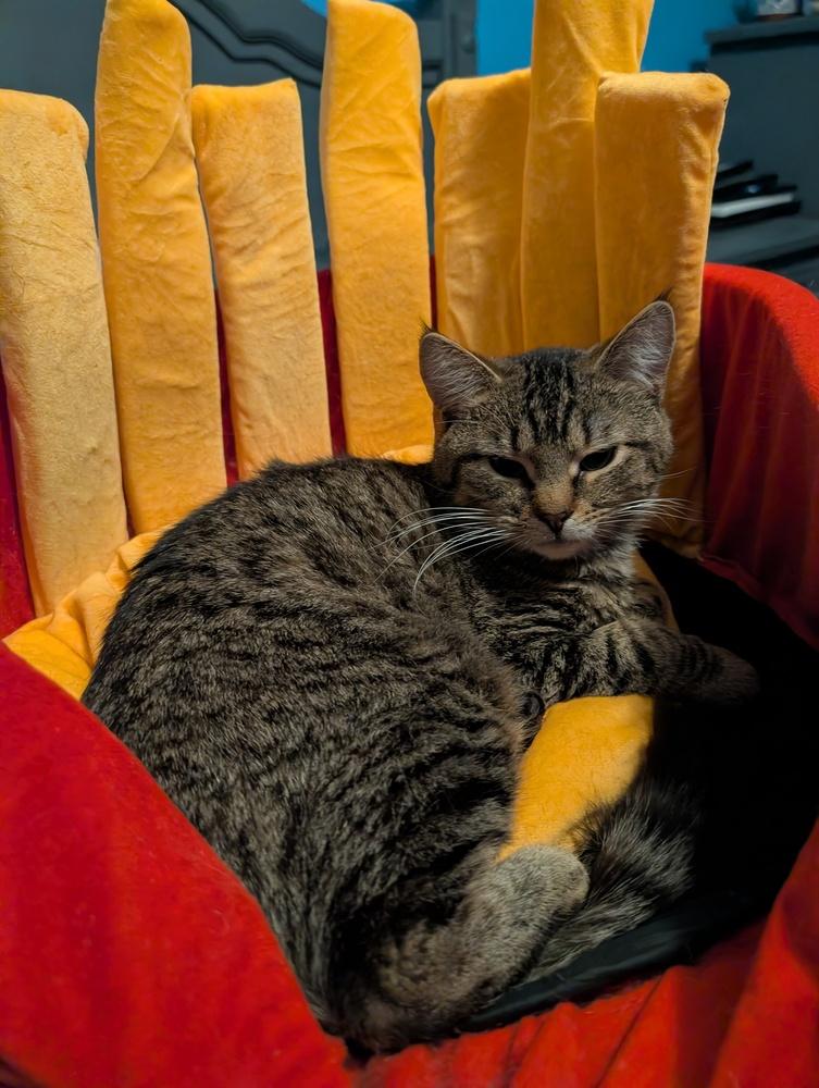 Linus, a Adoptable mixed breed in Springdale, PA image 4/6