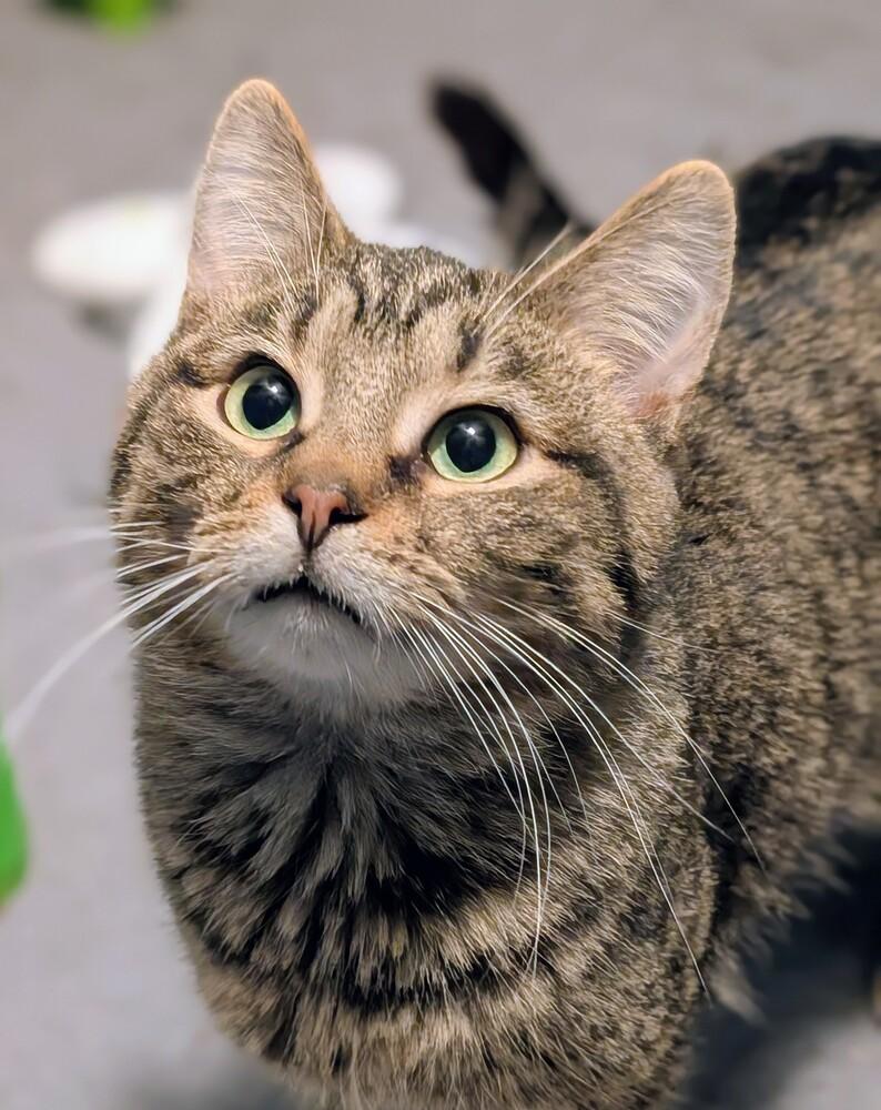 Enlarge Linus, a Adoptable mixed breed in Springdale, PA image 4/6