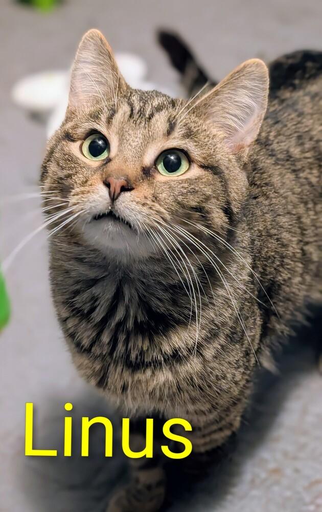 Enlarge Linus, a Adoptable mixed breed in Springdale, PA image 5/6