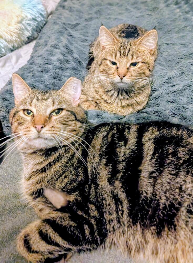 Linus, a Adoptable mixed breed in Springdale, PA image 5/6