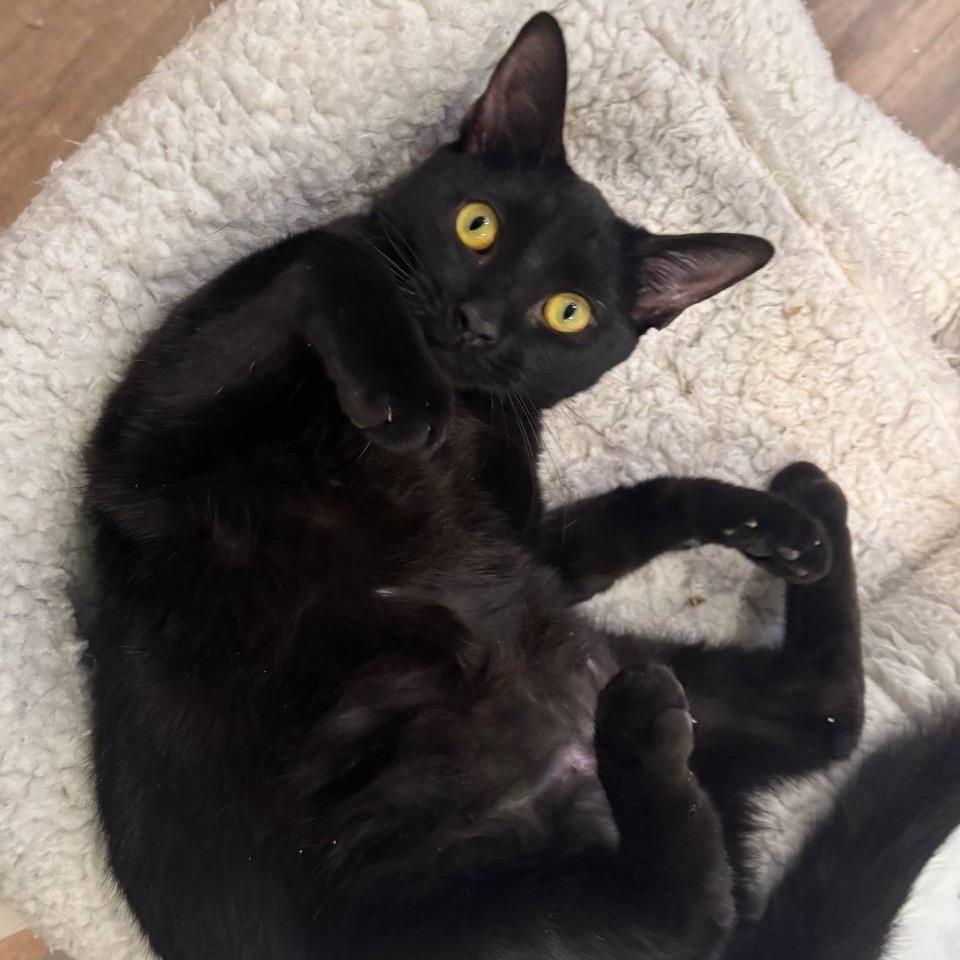 Enlarge Jubilee, a Adoptable Domestic Short Hair in New York, NY image 1/6