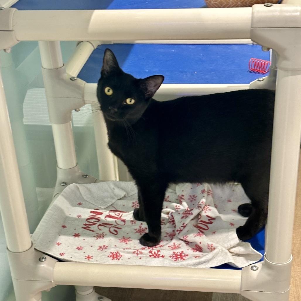 Enlarge Jubilee, a Adoptable Domestic Short Hair in New York, NY image 2/6