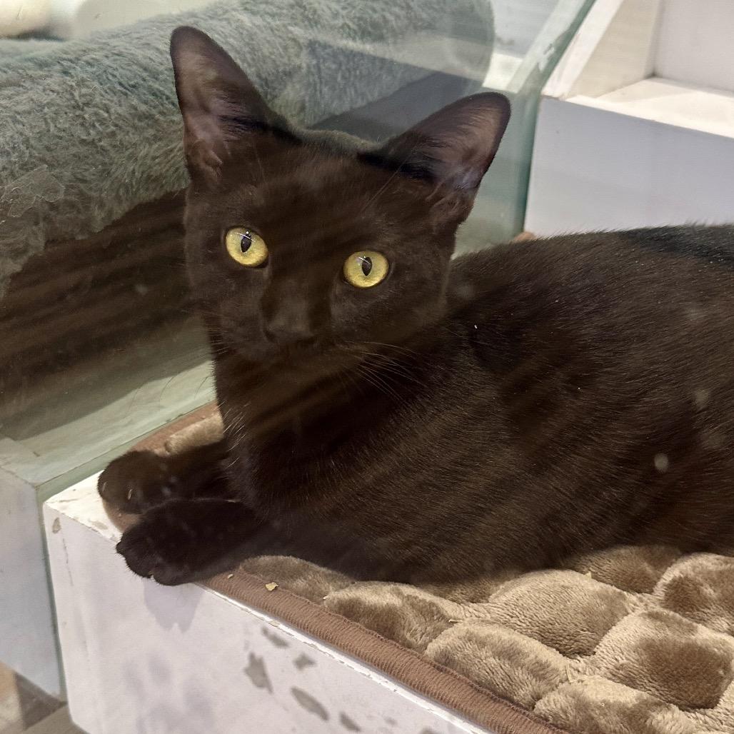 Enlarge Jubilee, a Adoptable Domestic Short Hair in New York, NY image 3/6