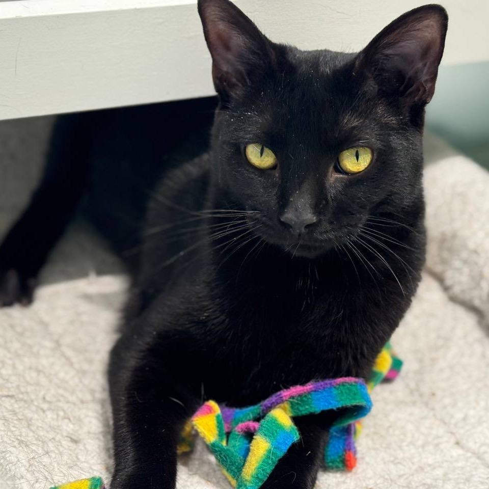 Enlarge Jubilee, a Adoptable Domestic Short Hair in New York, NY image 5/6