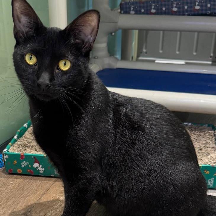 Enlarge Jubilee, a Adoptable Domestic Short Hair in New York, NY image 6/6