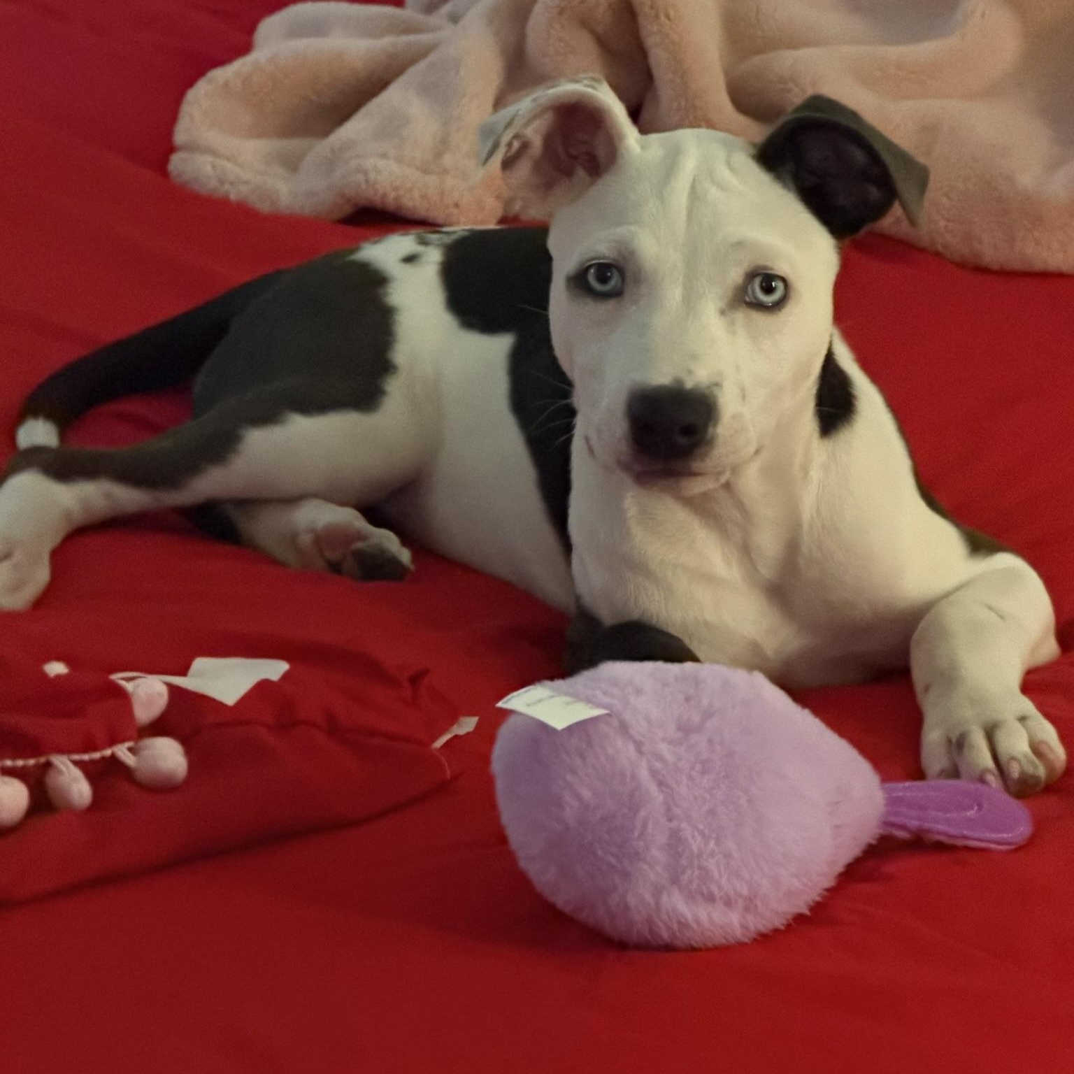 Peaches, an adopted mixed breed in Houston, TX image 5/6