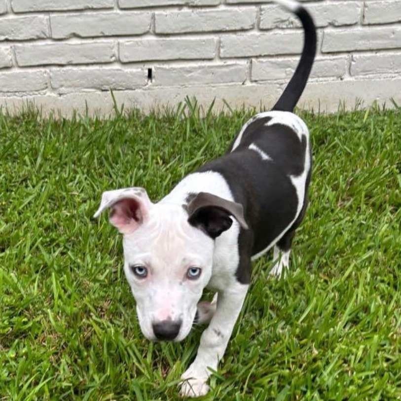 Peaches, an adopted mixed breed in Houston, TX image 6/6