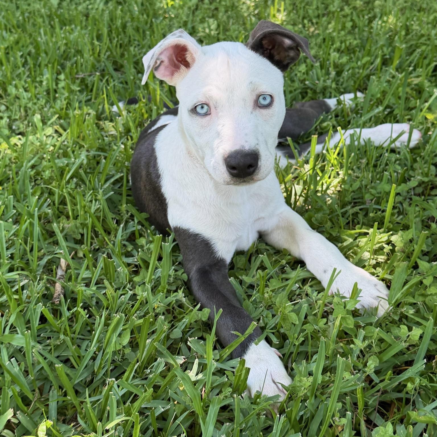 Peaches, adopted, Puppy Female Mixed Breed & American Staffordshire Terrier.