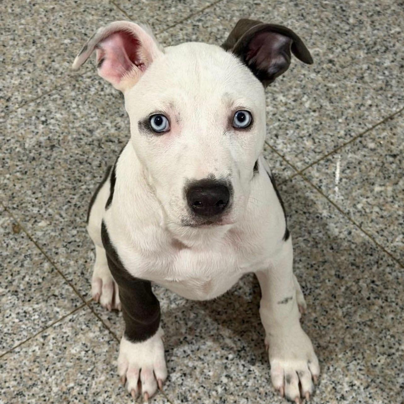 Peaches, an adopted mixed breed in Houston, TX image 2/6