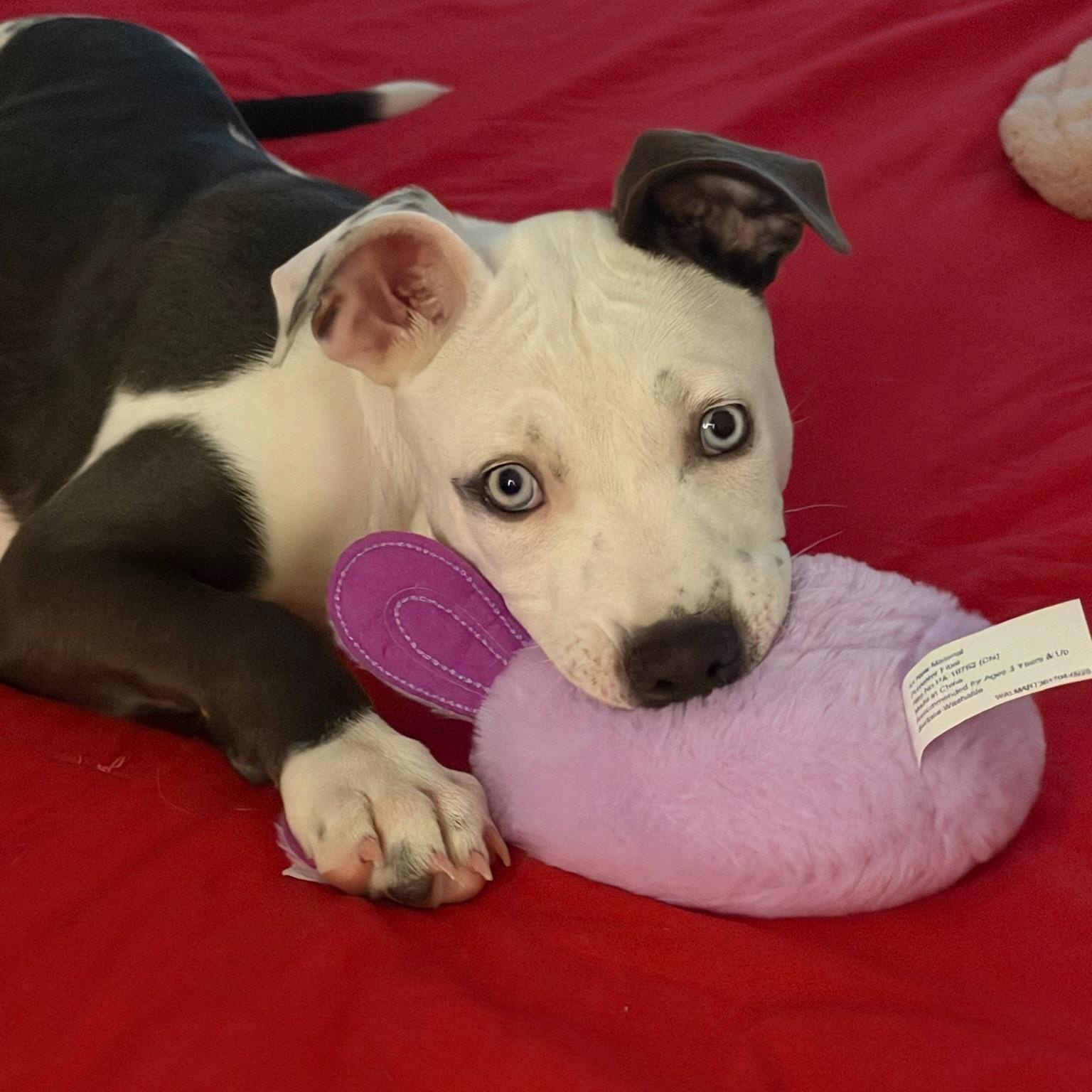 Peaches, an adopted mixed breed in Houston, TX image 3/6