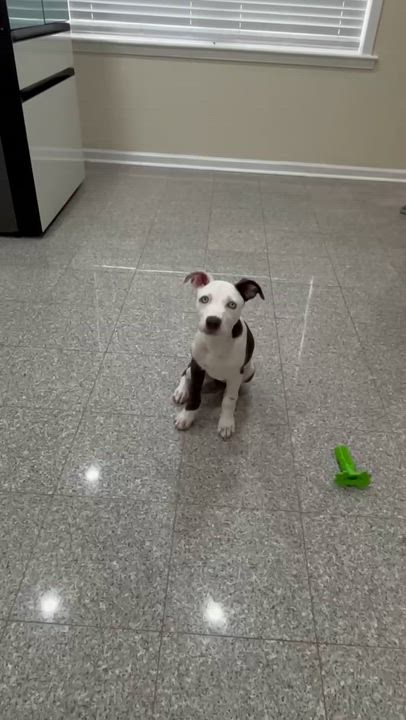 Enlarge Peaches, an adopted mixed breed in Houston, TX video 4/6