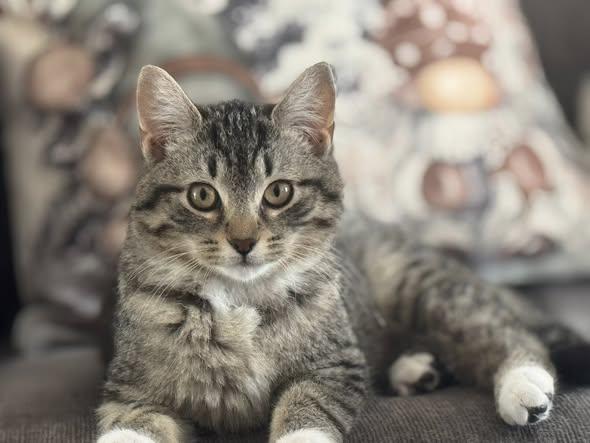 Titi, Adoptable, Young Male Domestic Short Hair.