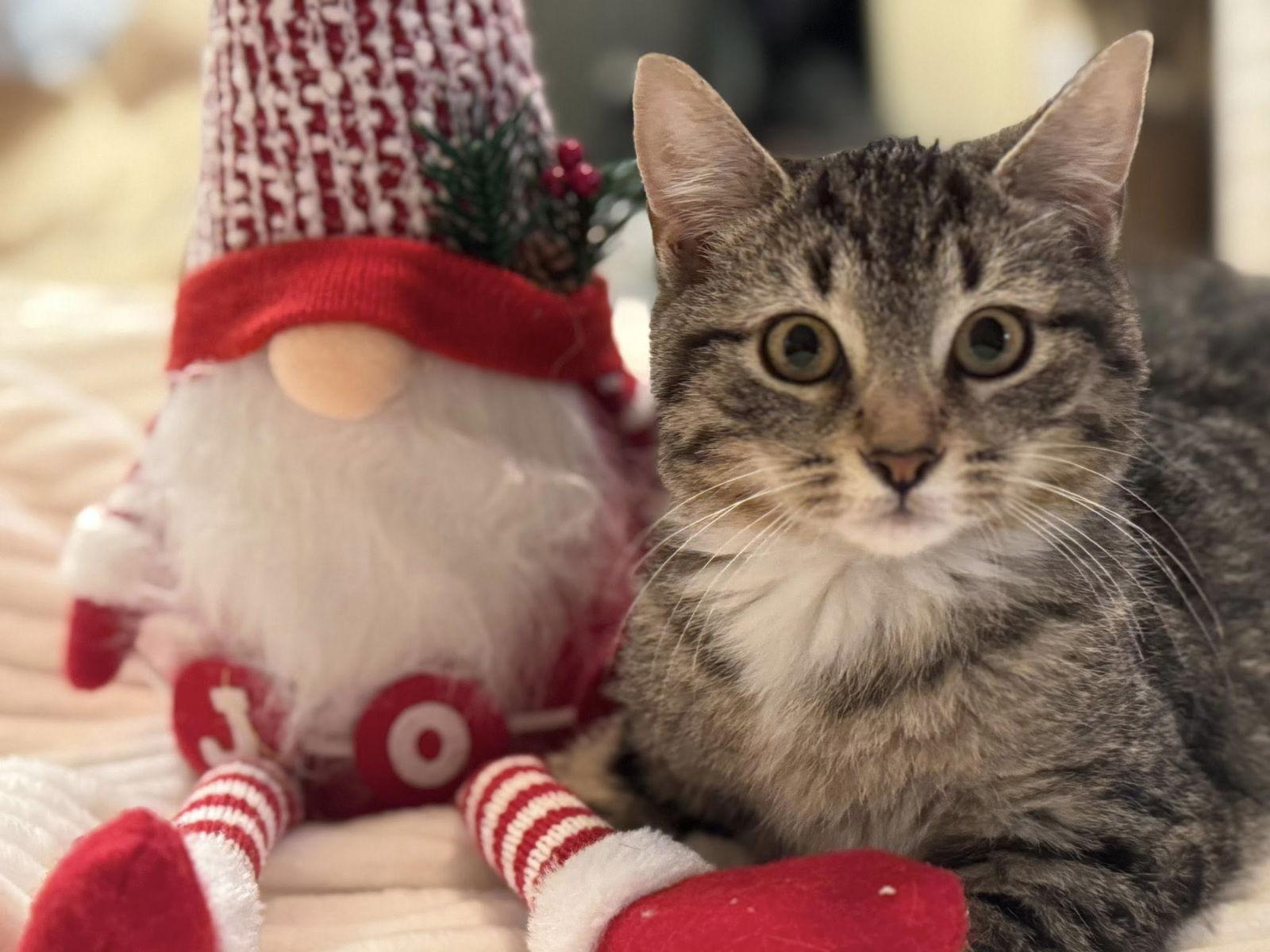 Titi, a Adoptable Domestic Short Hair in Orleans, ON image 2/2