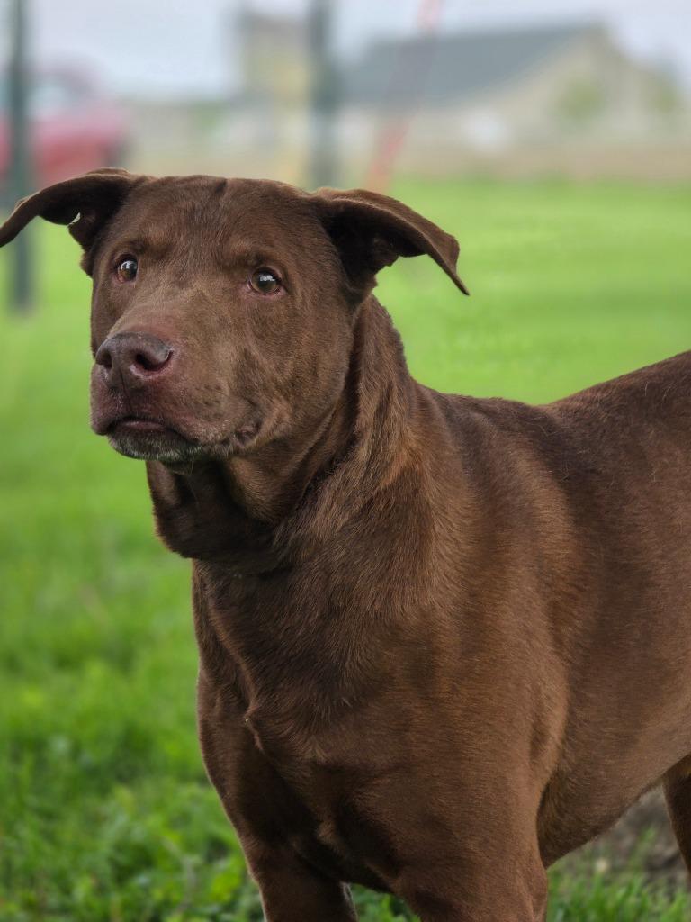 Blitzen, Adoptable, Adult Male Labrador Retriever.