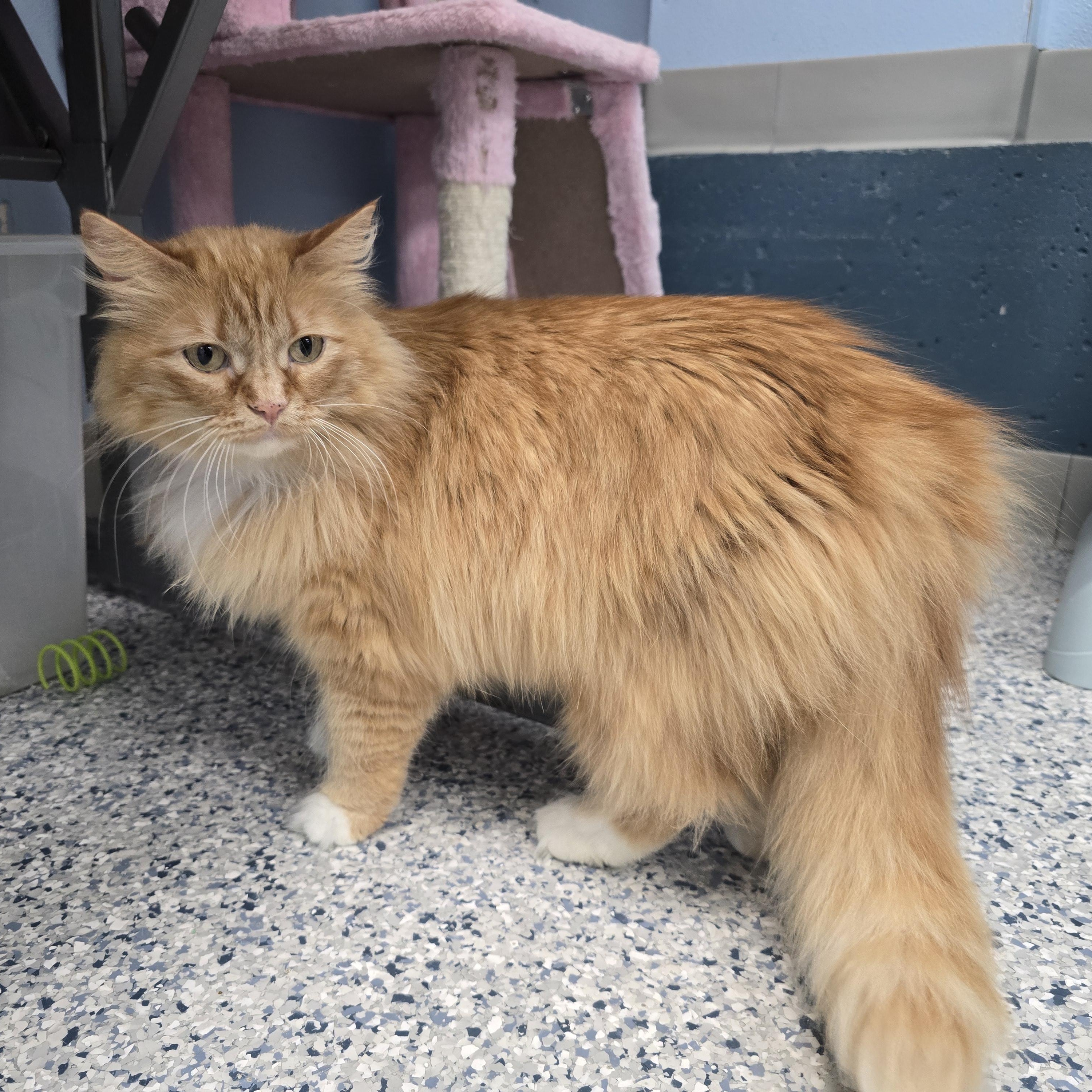 Marigold, Adoptable, Adult Female Domestic Long Hair.