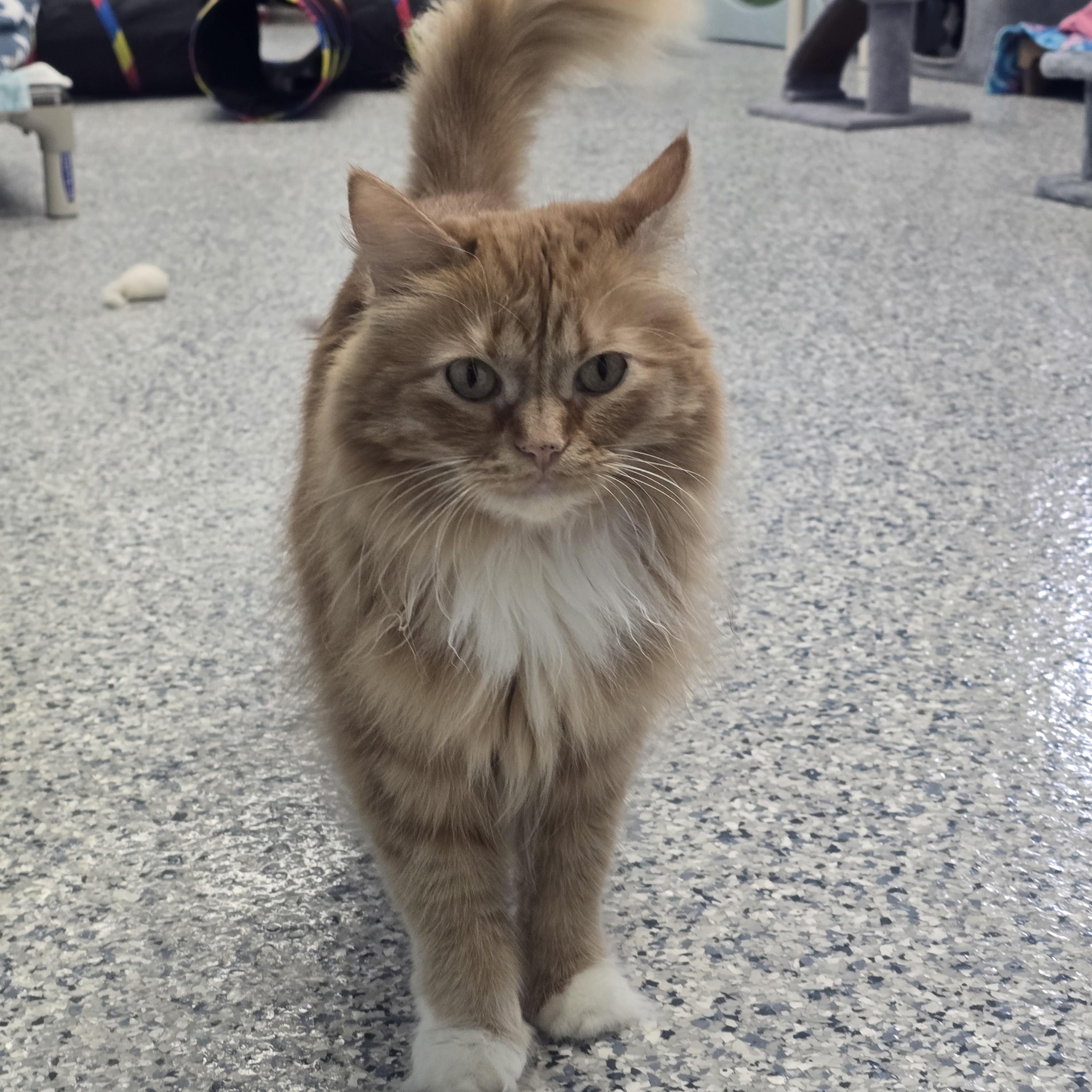 Enlarge Marigold, a Adoptable Domestic Long Hair in Farmington, MO image 2/4