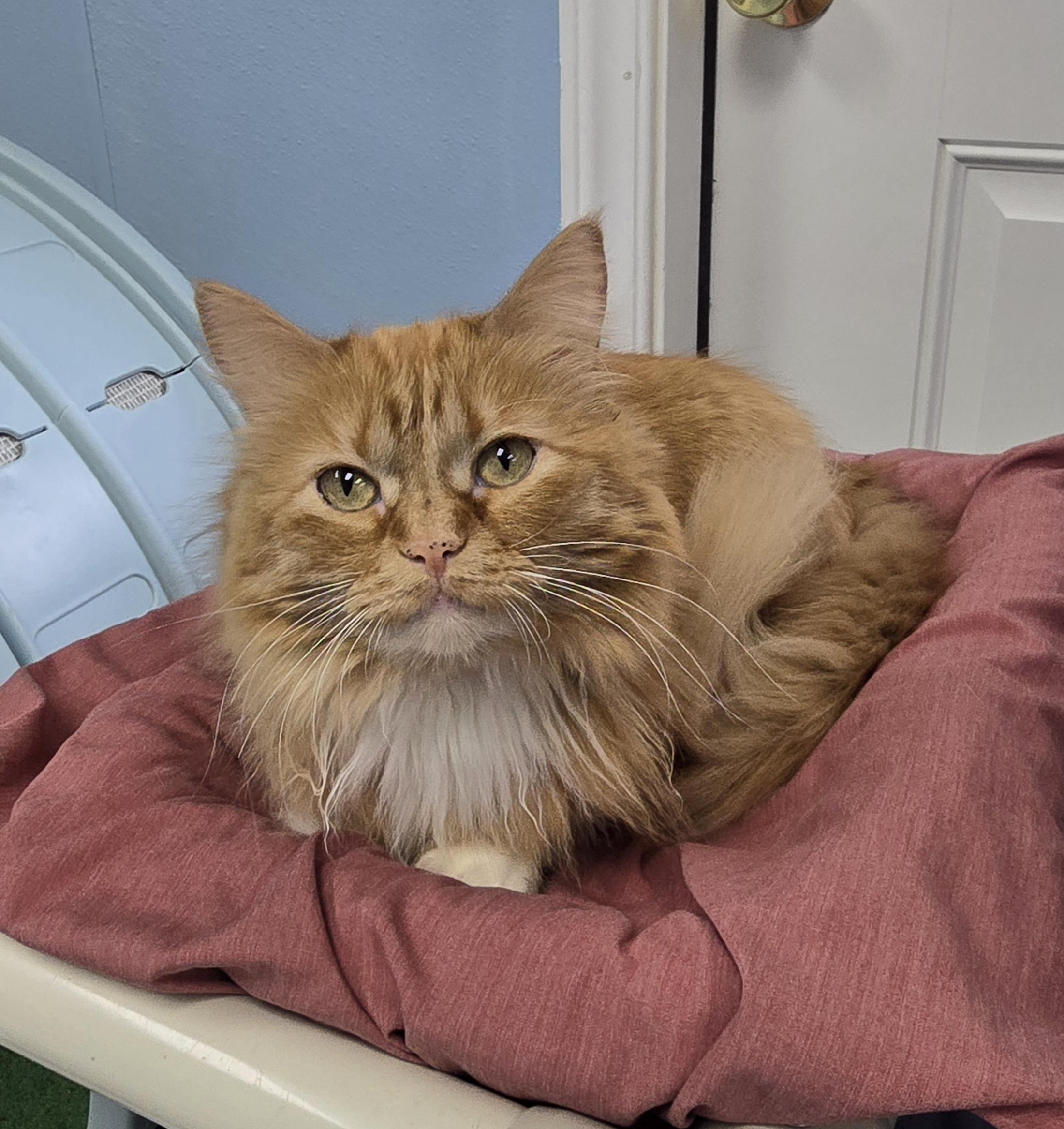Enlarge Marigold, a Adoptable Domestic Long Hair in Farmington, MO image 1/4