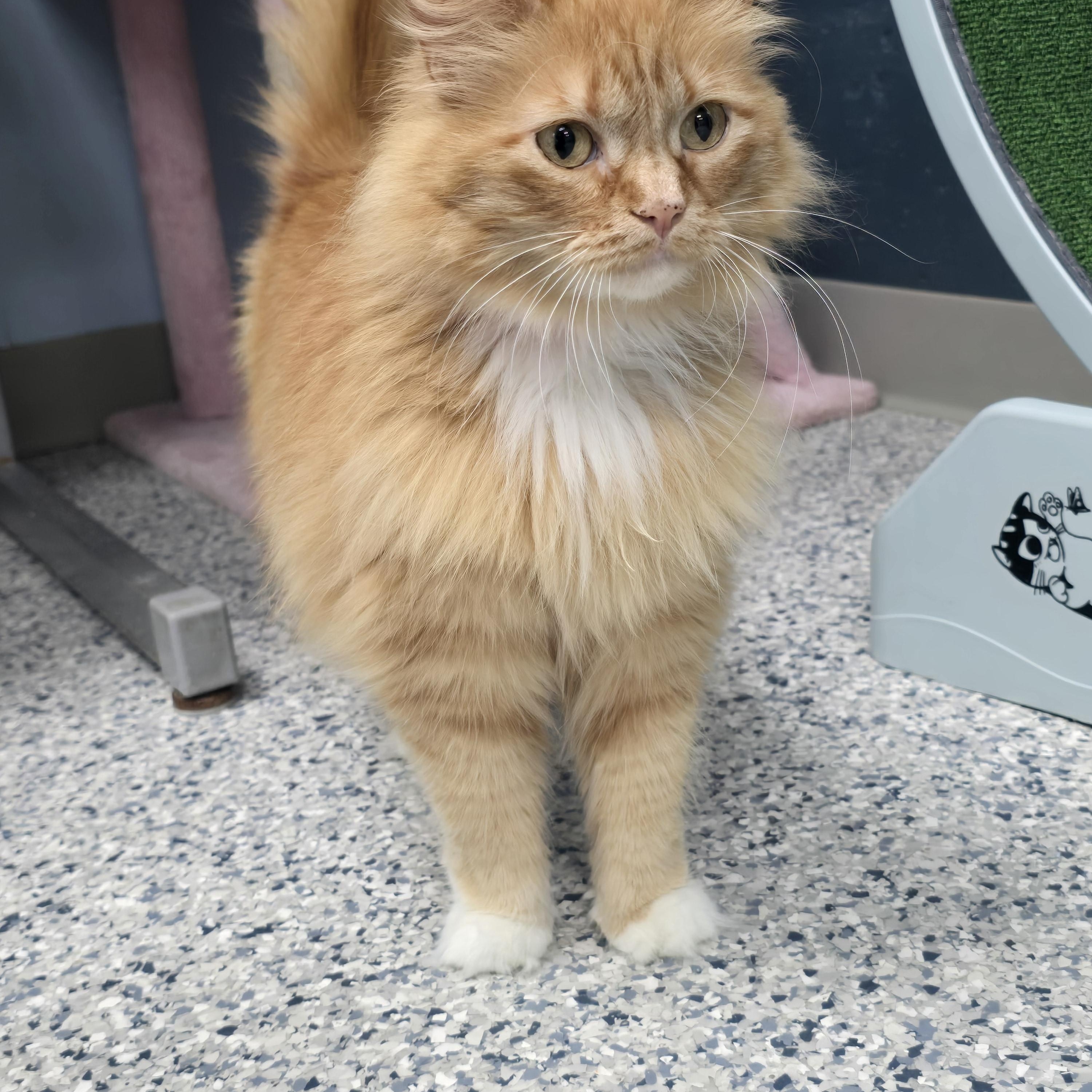 Enlarge Marigold, a Adoptable Domestic Long Hair in Farmington, MO image 2/2