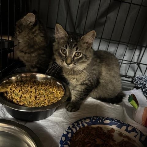 Enlarge Achilles, a Adoptable Domestic Long Hair in Warren, MI image 1/1