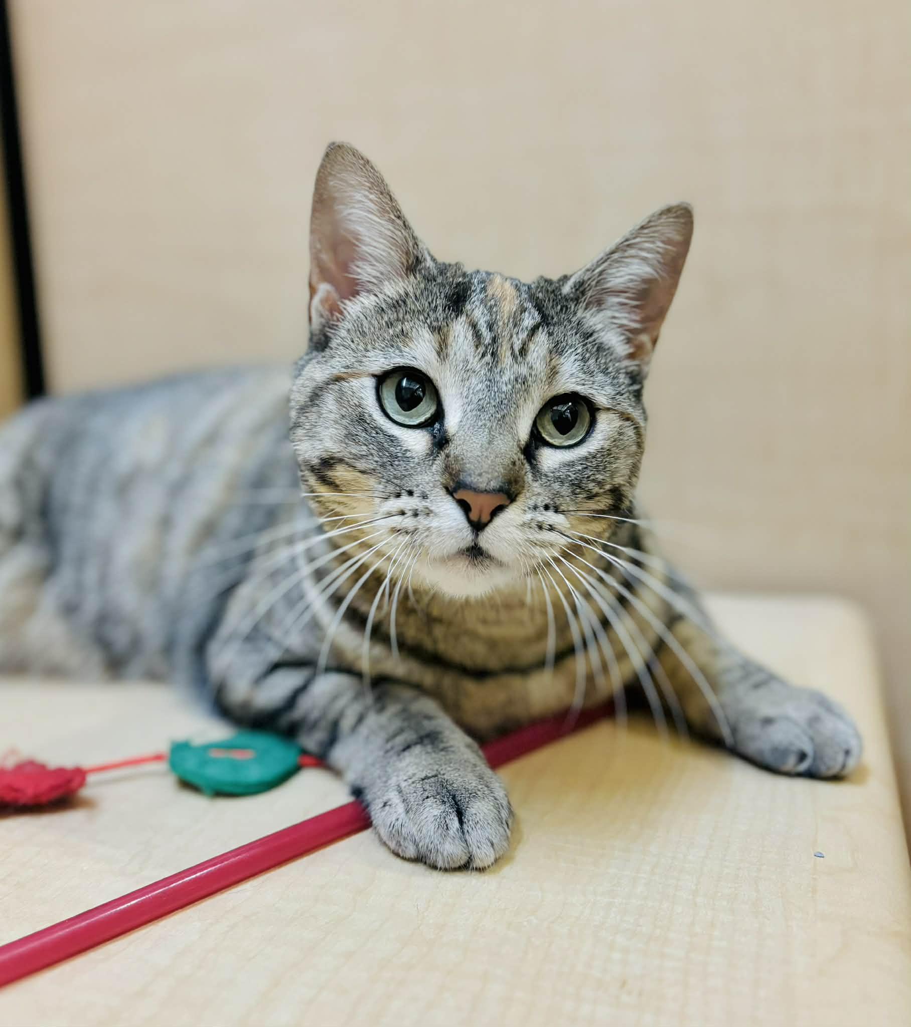 Enlarge Allenina, a ADOPTABLE Domestic Short Hair in Mansfield, TX image 1/1