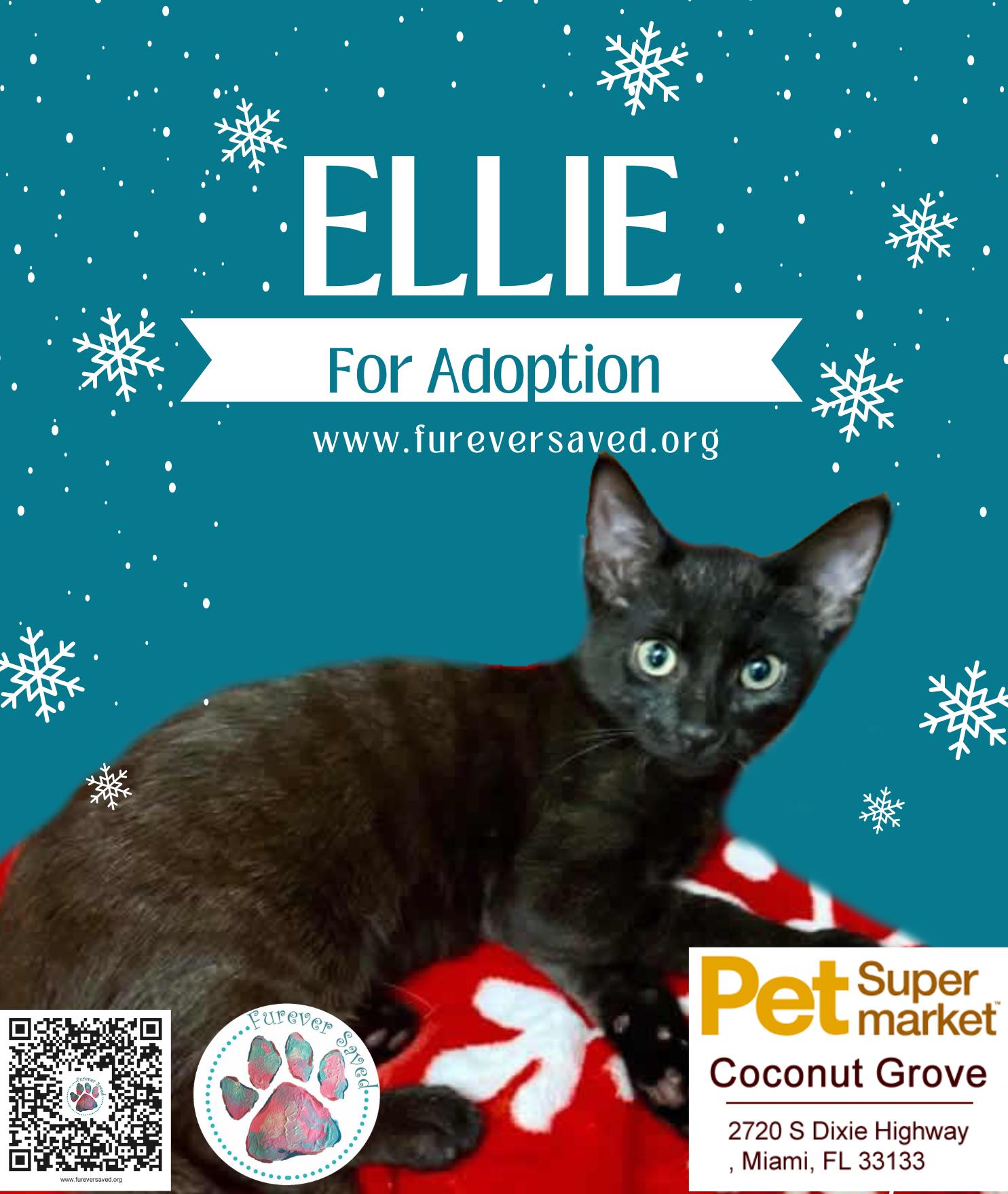 Enlarge Ellie, a ADOPTABLE Domestic Short Hair in Miami, FL image 1/1