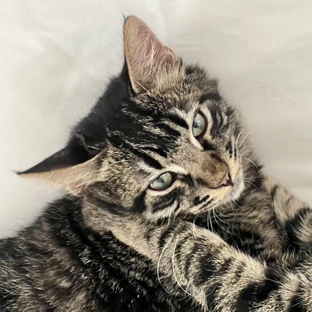 Raphael (M), Adoptable, Young Male American Shorthair.