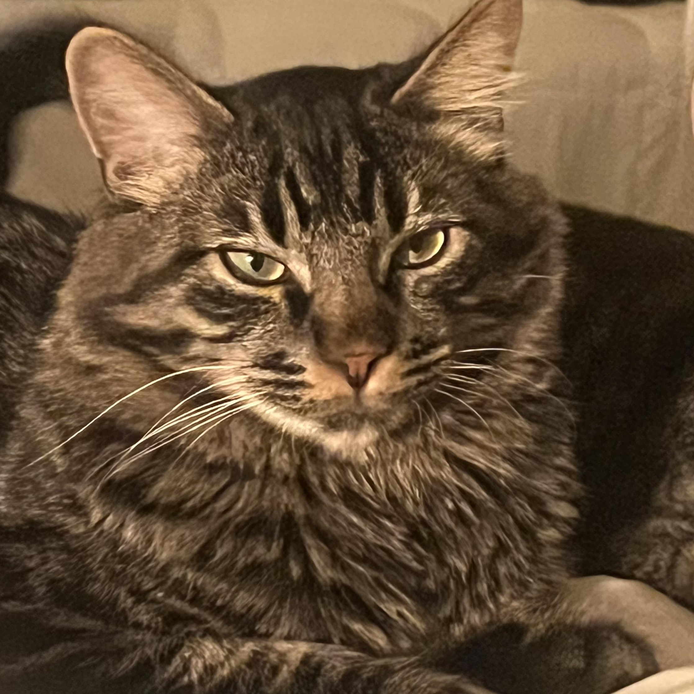 Raphael (M), a Adoptable American Shorthair in Los Angeles, CA image 1/6