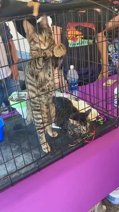 Enlarge Raphael (M), a Adoptable American Shorthair in Los Angeles, CA video 5/6