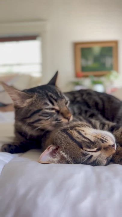 Enlarge Raphael (M), a Adoptable American Shorthair in Los Angeles, CA video 3/6