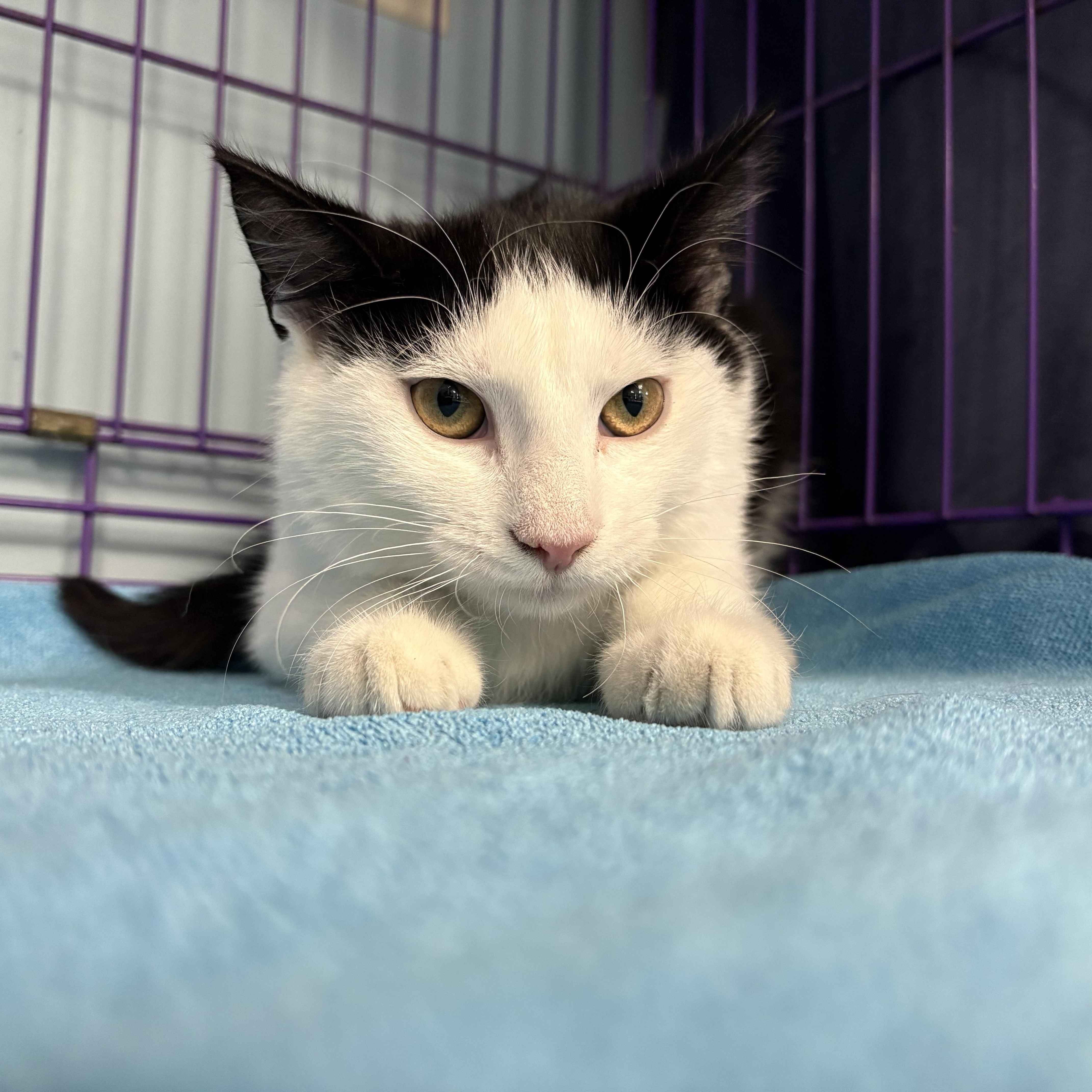 Azula, ADOPTABLE, Young Female Domestic Short Hair.