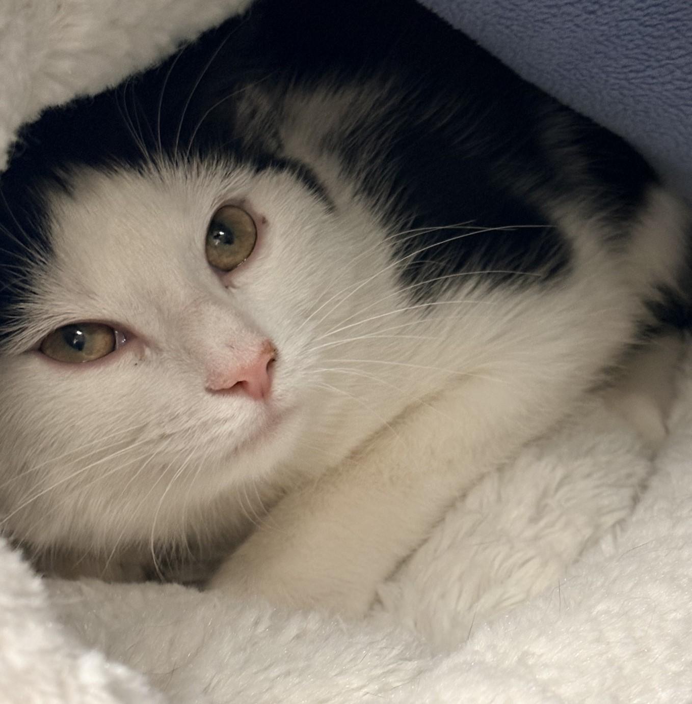 Enlarge Azula, a ADOPTABLE Domestic Short Hair in Richboro, PA image 2/2