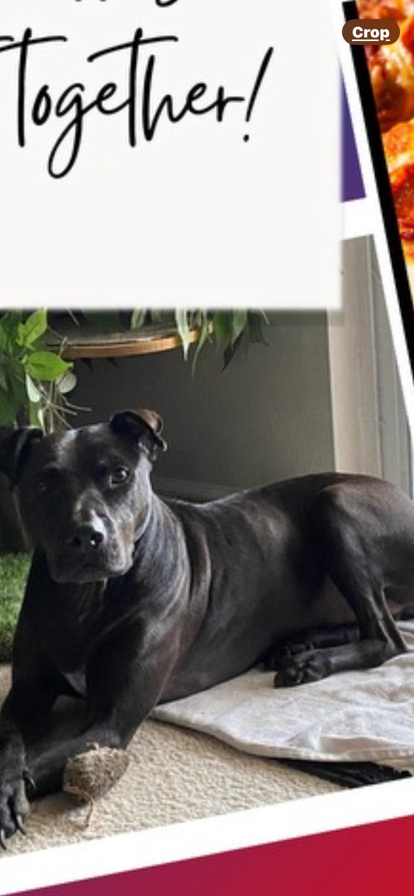 Enlarge Pepperoni, a Adoptable Mixed Breed in Myrtle Beach , SC image 1/5