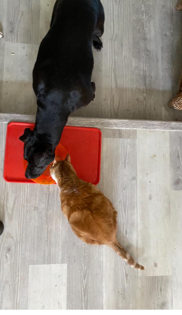 Enlarge Pepperoni, a Adoptable Mixed Breed in Myrtle Beach , SC image 2/5