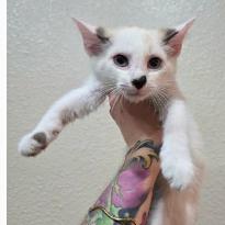 Bayou, Adoptable, Kitten Male Domestic Short Hair & Domestic Short Hair.