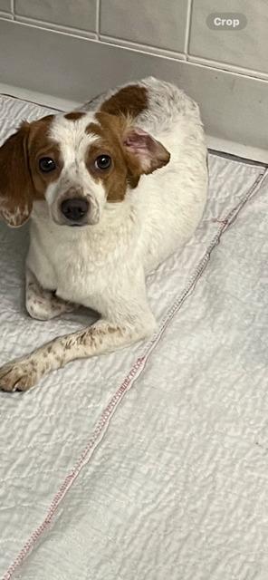 LEXI, Adoptable, Young Female Dachshund & Beagle.