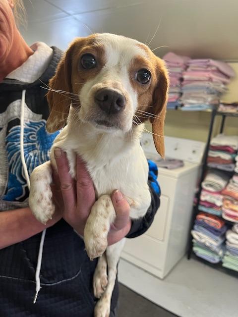 Enlarge LEXIE, a Adoptable mixed breed in Newaygo, MI image 2/2