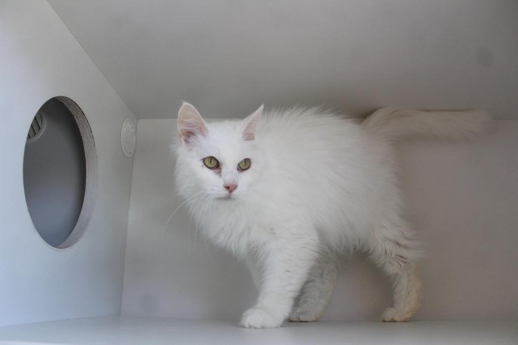 Enlarge Wisp, an adopted mixed breed in Chestertown, MD image 2/3