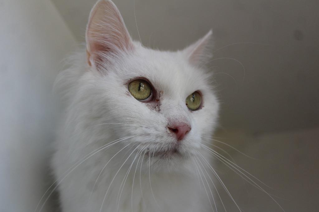 Enlarge Wisp, an adopted mixed breed in Chestertown, MD image 1/3