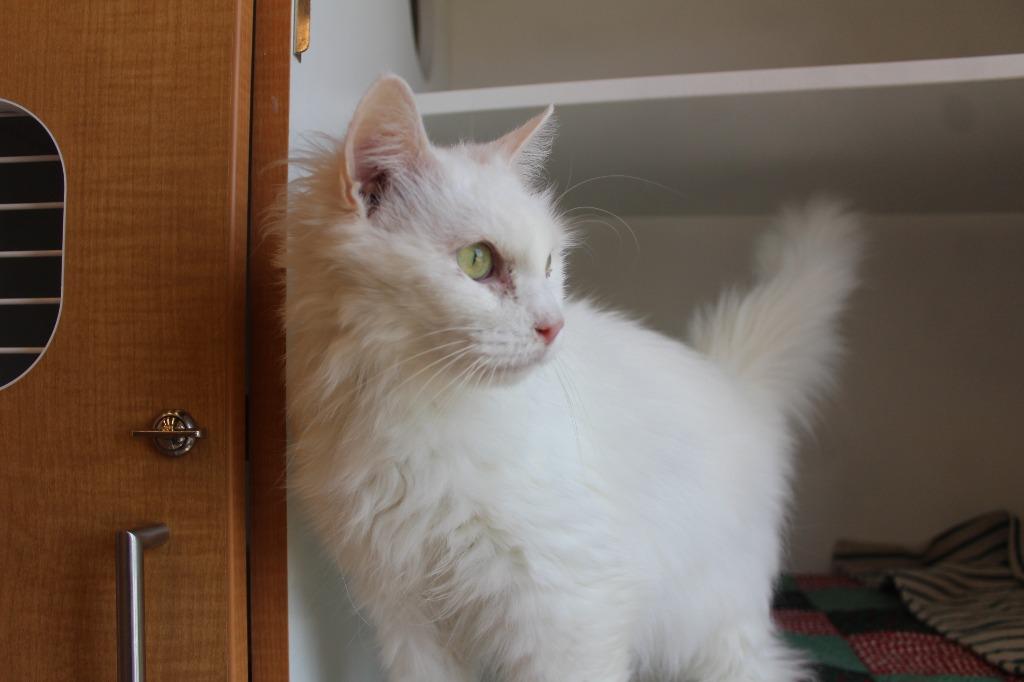 Enlarge Wisp, an adopted mixed breed in Chestertown, MD image 3/3