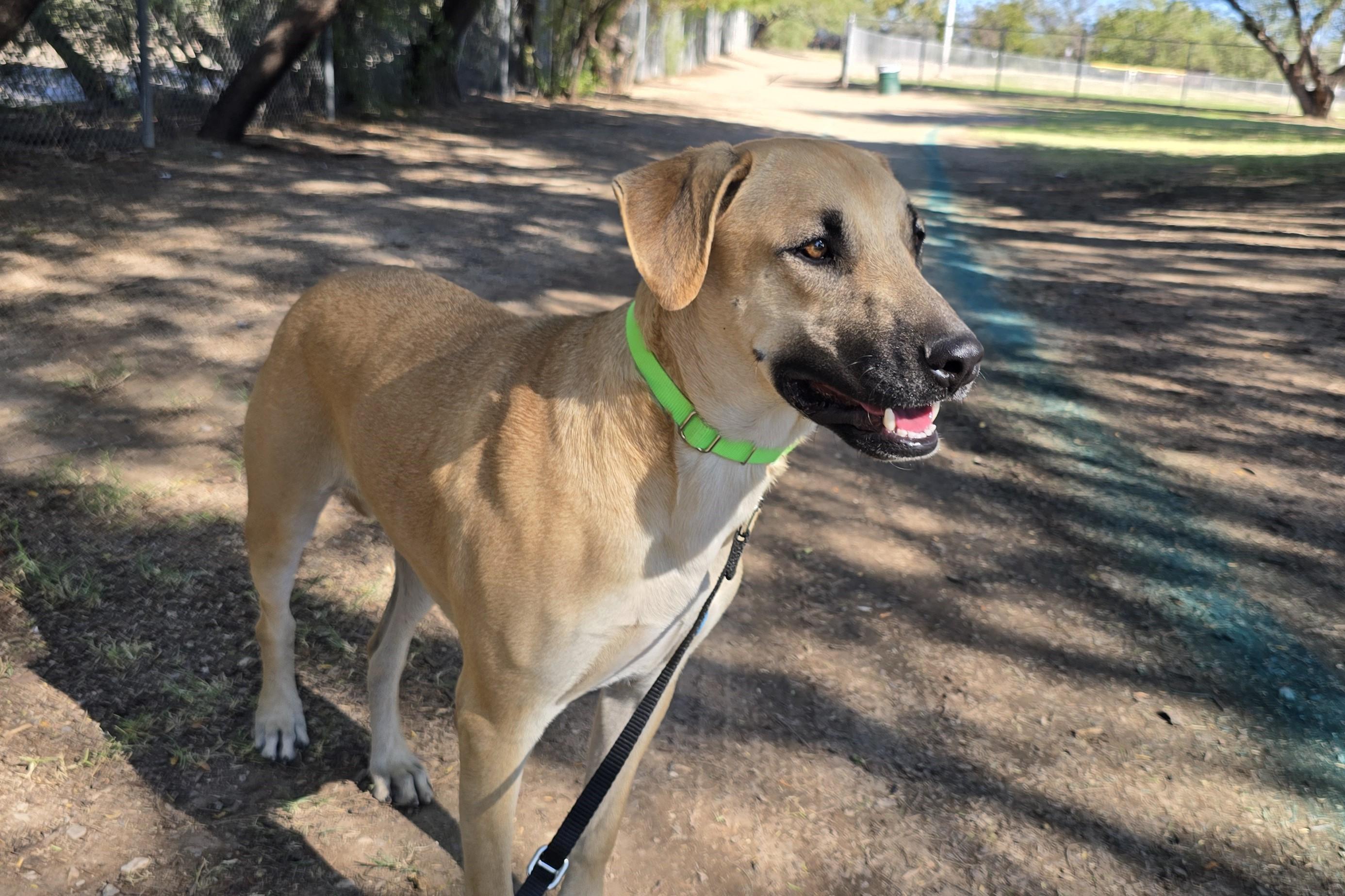 Roscoe , ADOPTABLE, Adult Male Shepherd & Anatolian Shepherd.