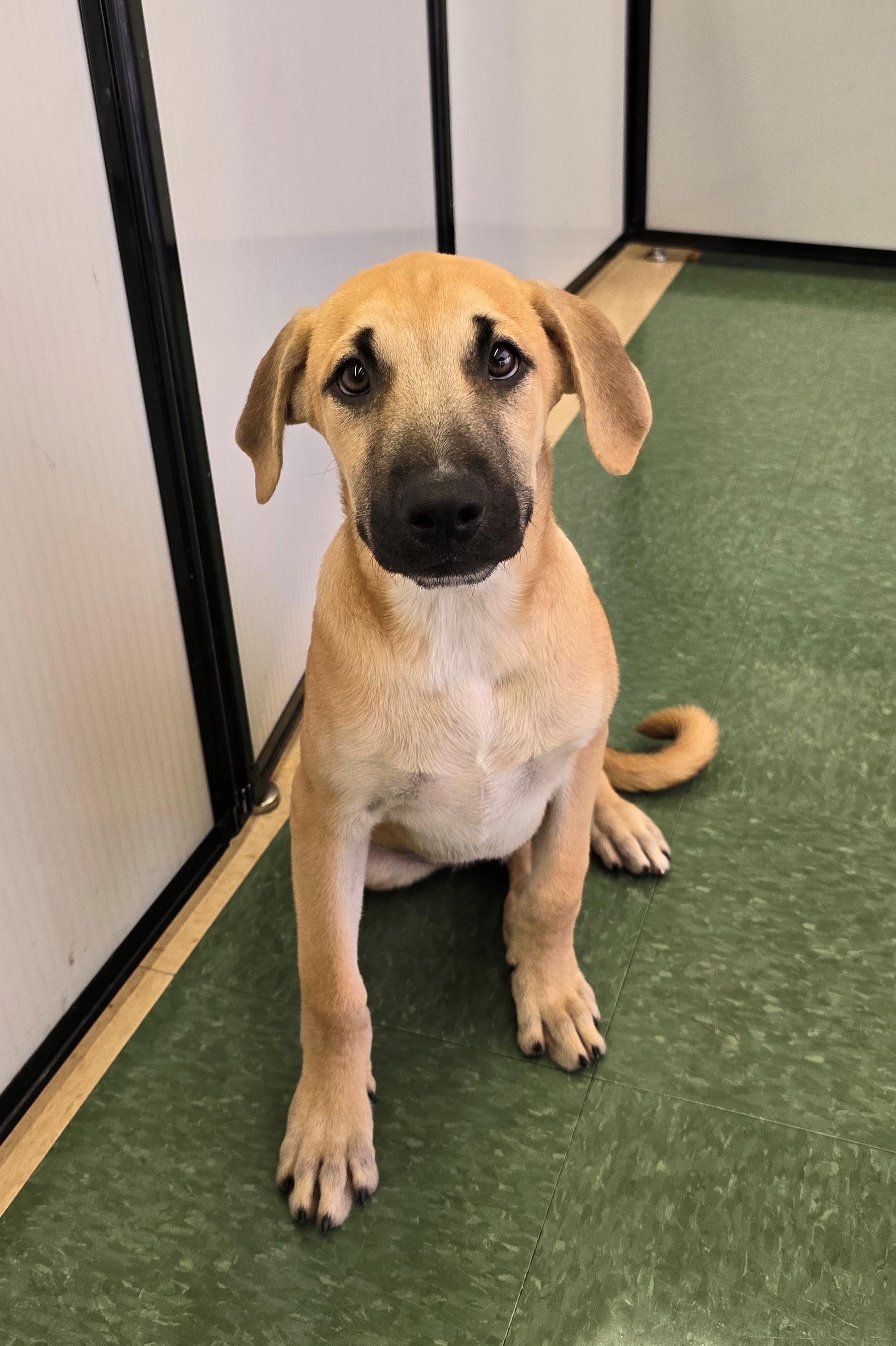 Roscoe , a ADOPTABLE mixed breed in Tucson, AZ image 3/6